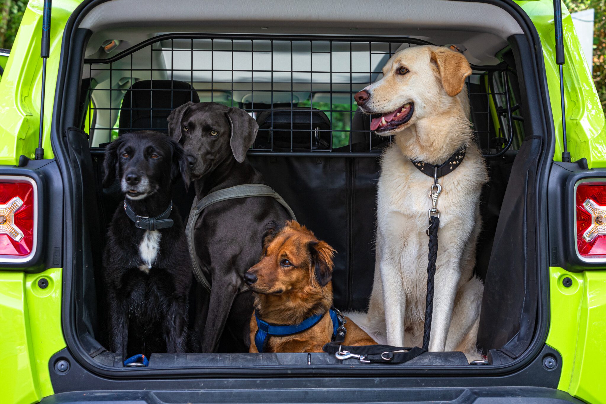 Normativa mascota coche rejilla